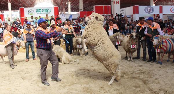 Burdur'da en güzel keçi ve koç yarışması yapıldı