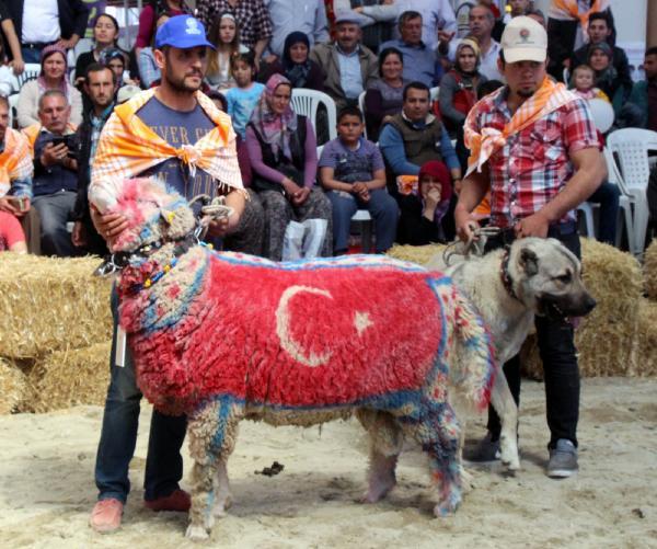 Burdur'da en güzel keçi ve koç yarışması yapıldı