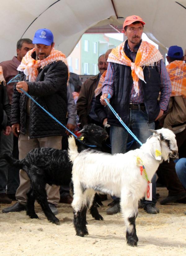 Burdur'da en güzel keçi ve koç yarışması yapıldı