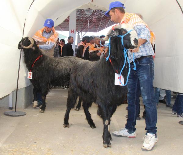 Burdur'da en güzel keçi ve koç yarışması yapıldı