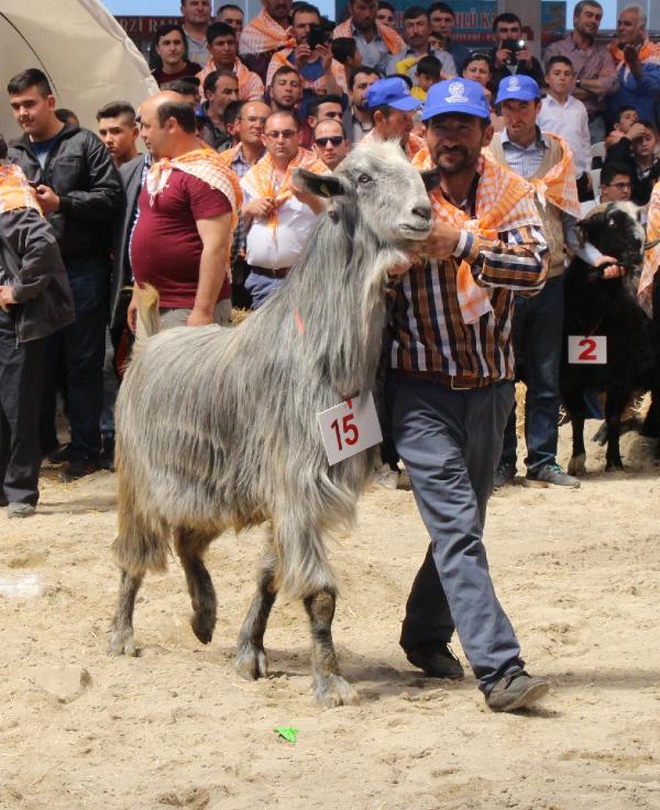 Burdur'da en güzel keçi ve koç yarışması yapıldı