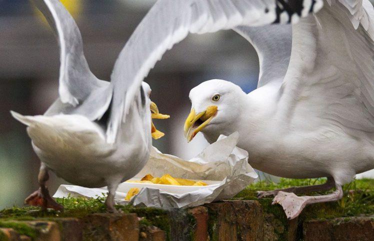 İngiltere'de martı beslemek yasaklandı