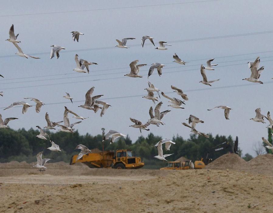 İngiltere'de martı beslemek yasaklandı
