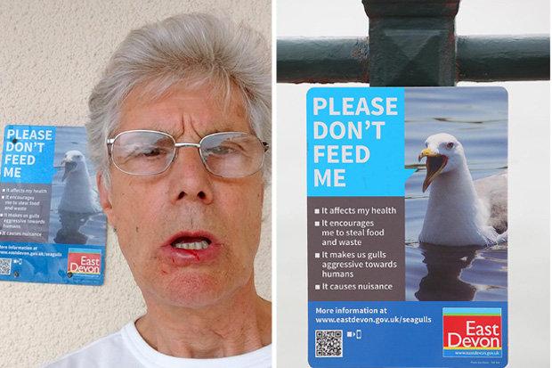 İngiltere'de martı beslemek yasaklandı