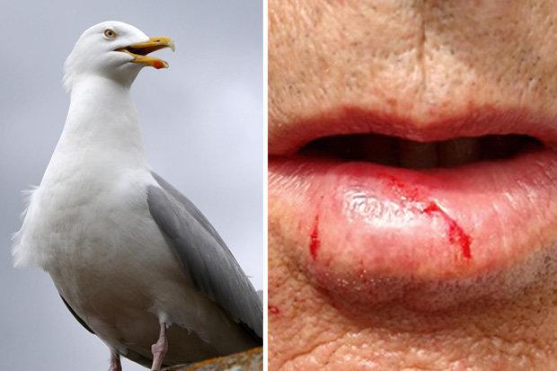 İngiltere'de martı beslemek yasaklandı