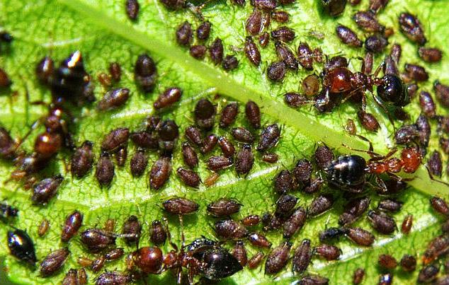 Bahçenizi böceklerden korumanın yolları