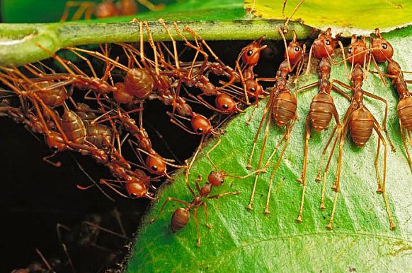 Bahçenizi böceklerden korumanın yolları