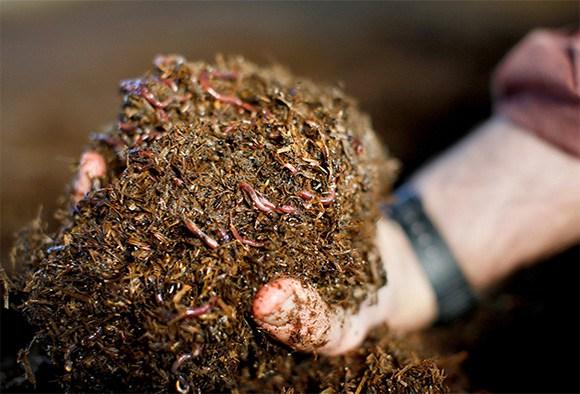 Bahçenizi böceklerden korumanın yolları