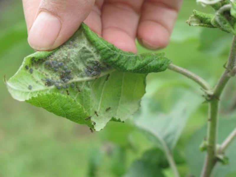 Bahçenizi böceklerden korumanın yolları