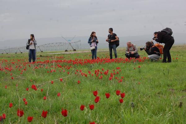 Muş lalesini fotoğrafladılar