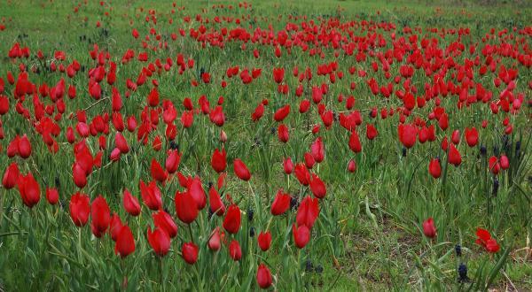 Muş lalesini fotoğrafladılar