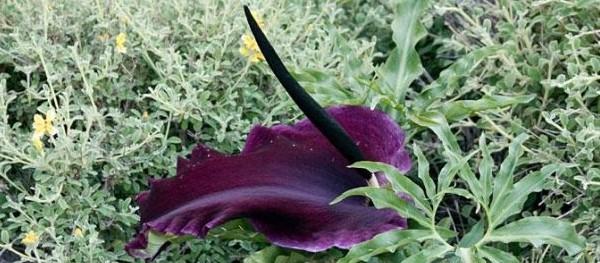 Zehirli bitkiler nelerdir