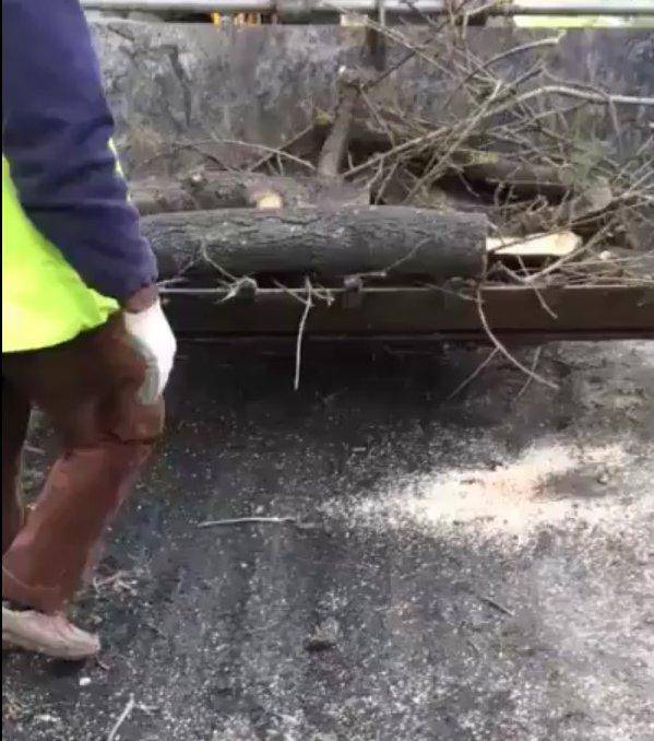 CHP'li Büyükçekmece Belediyesi ağaç katliamı yaptı