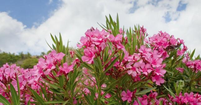 Zehirli bitkiler nelerdir