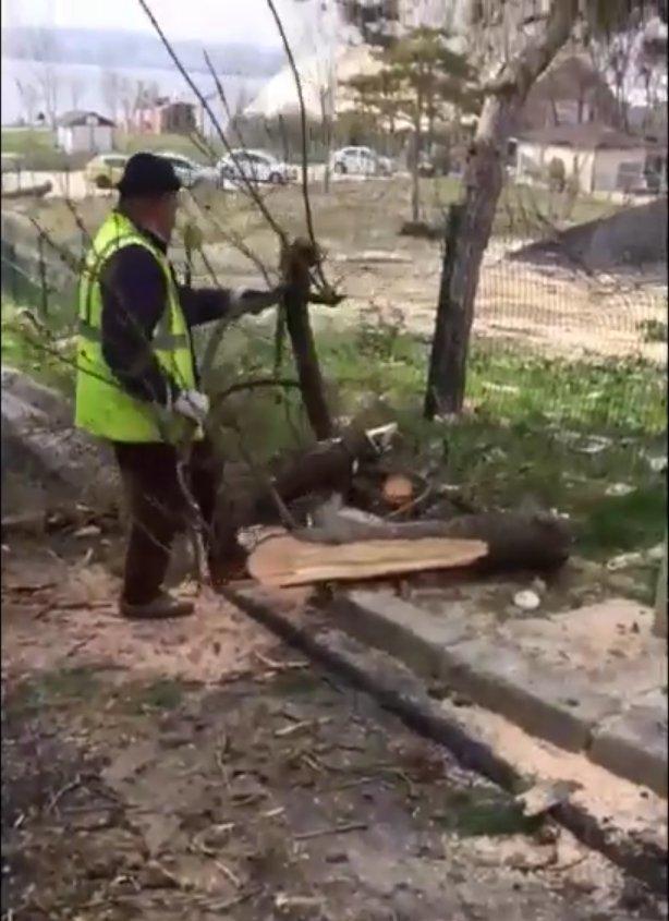 CHP'li Büyükçekmece Belediyesi ağaç katliamı yaptı