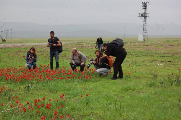 Muş lalesini fotoğrafladılar
