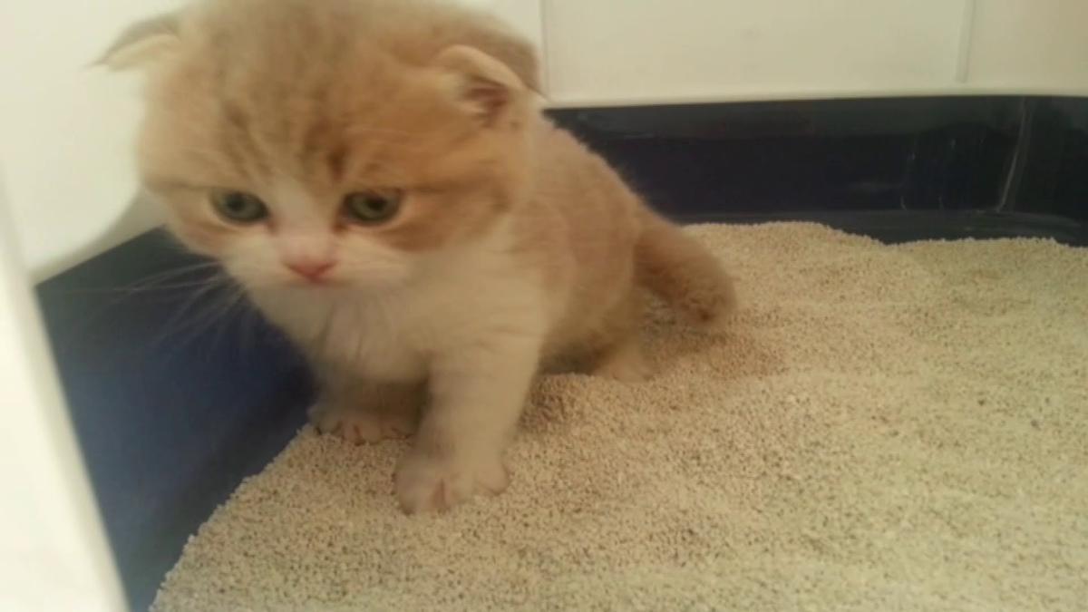 Yavru kediye tuvalet eğitimi nasıl verilir