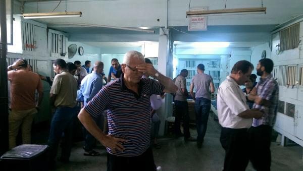 Adana'da horoz dövüşü baskını