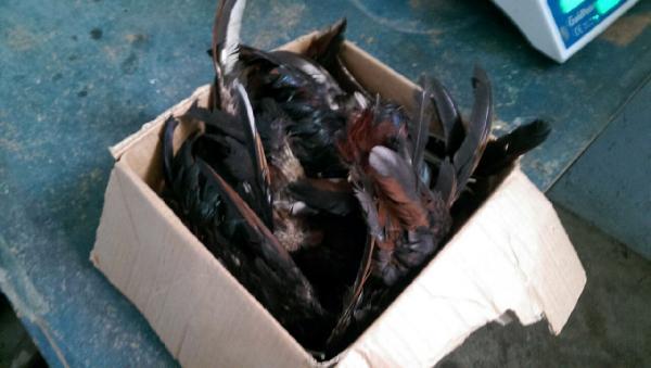 Adana'da horoz dövüşü baskını