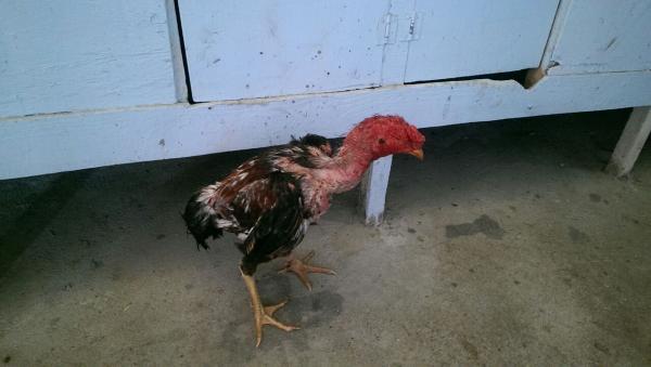 Adana'da horoz dövüşü baskını