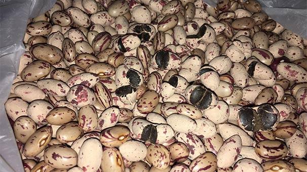 Türkiye'de ilk defa afyon sakızı ele geçirildi