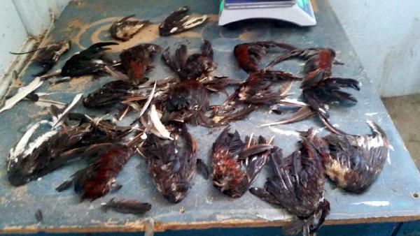 Adana'da horoz dövüşü baskını