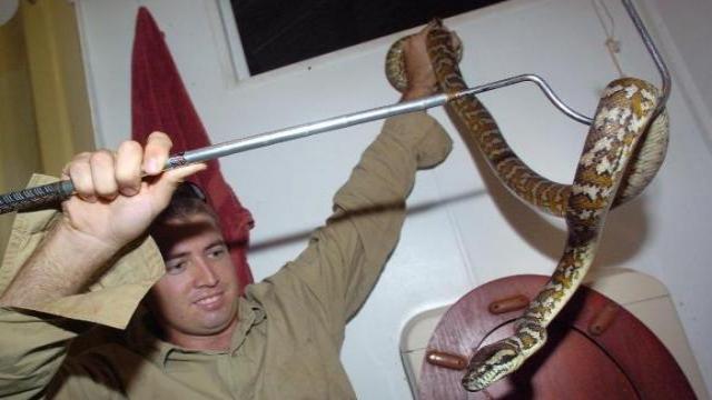 Yılan nasıl yakalanır