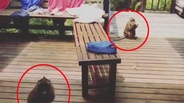 Tuba Ünsal'ın odasını maymunlar bastı