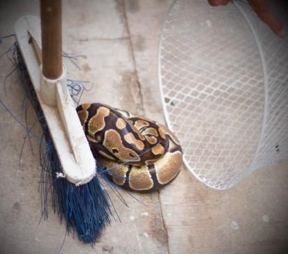 Yılan nasıl yakalanır