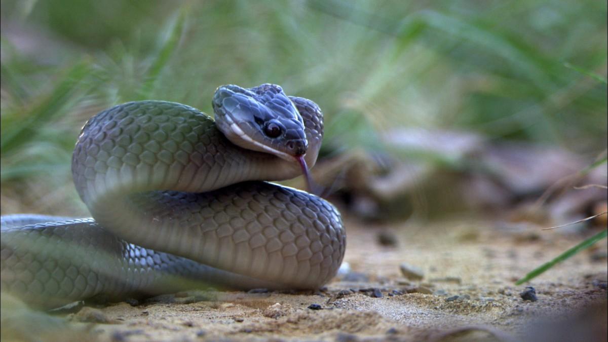 Yılan nasıl yakalanır