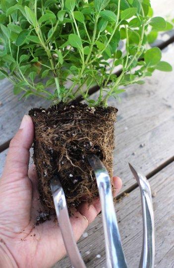 Saksı değişikliği nasıl yapılır