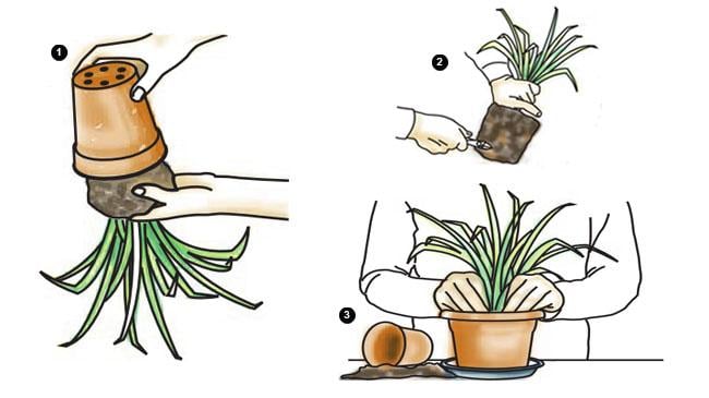 Saksı değişikliği nasıl yapılır