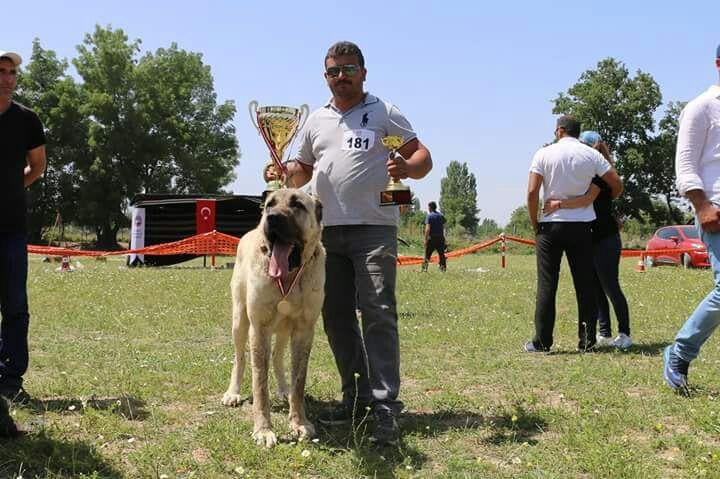 Denizli'de en güzel çoban köpeği seçildi