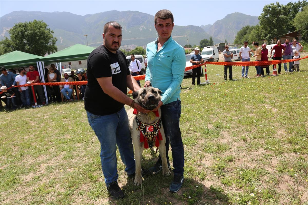 Denizli'de en güzel çoban köpeği seçildi