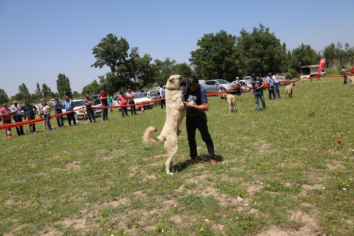 Denizli'de en güzel çoban köpeği seçildi