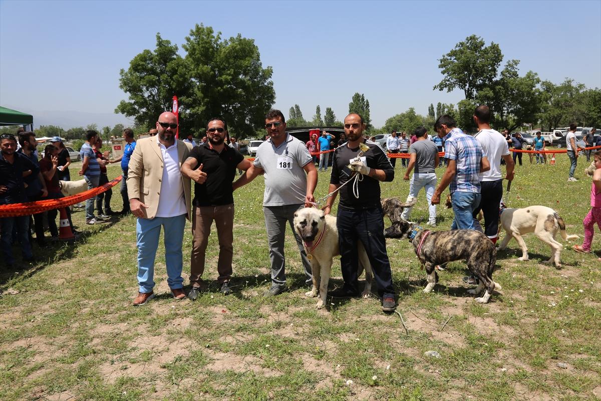 Denizli'de en güzel çoban köpeği seçildi