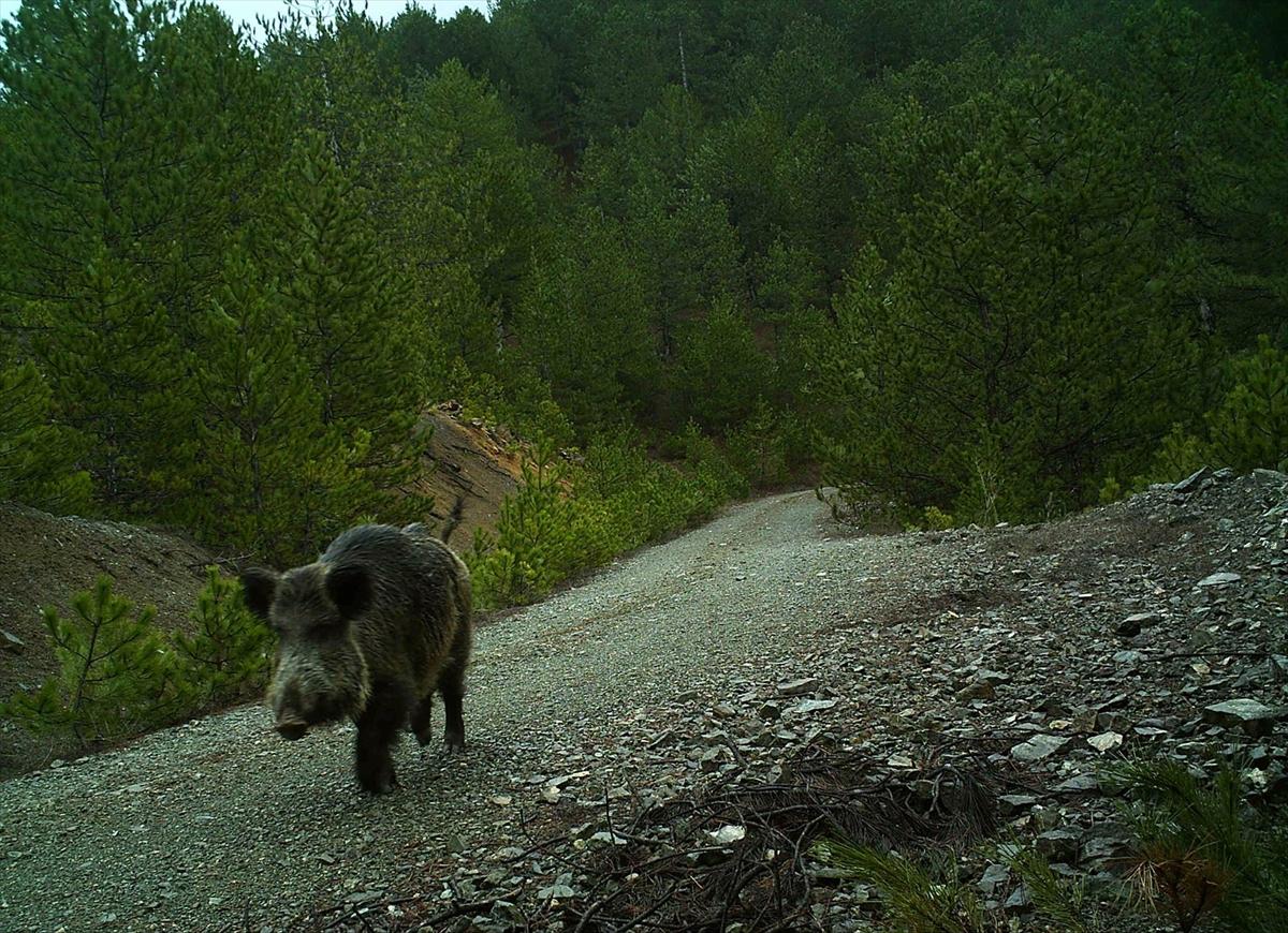 Çorum'da yaban hayatı fotokapanla görüntülendi