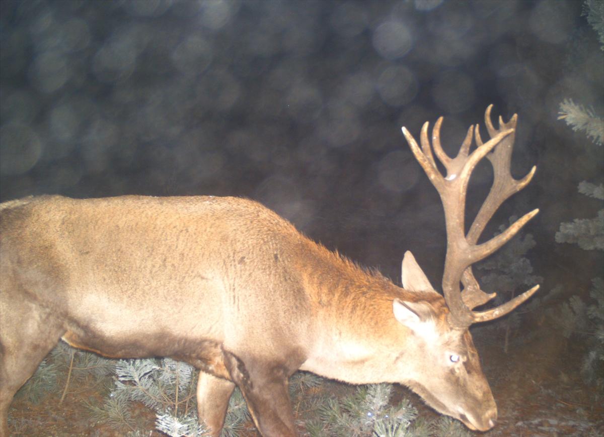 Çorum'da yaban hayatı fotokapanla görüntülendi
