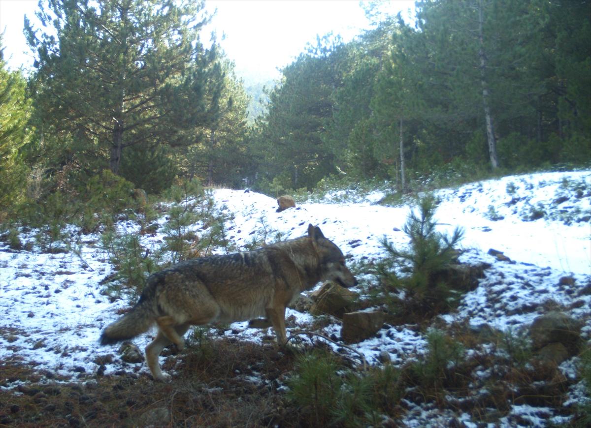 Çorum'da yaban hayatı fotokapanla görüntülendi