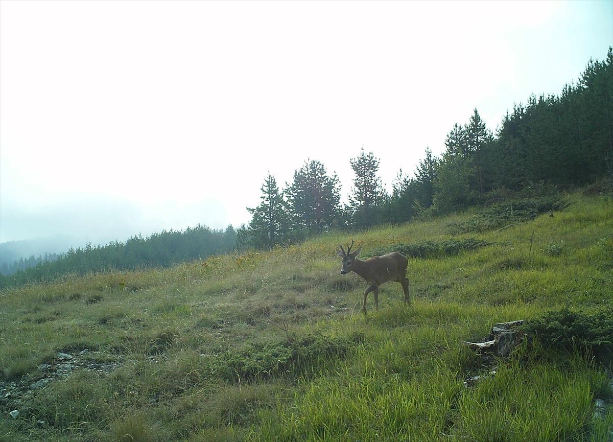 Çorum'da yaban hayatı fotokapanla görüntülendi