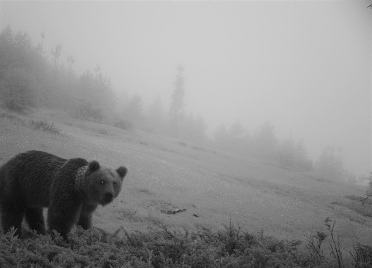Çorum'da yaban hayatı fotokapanla görüntülendi