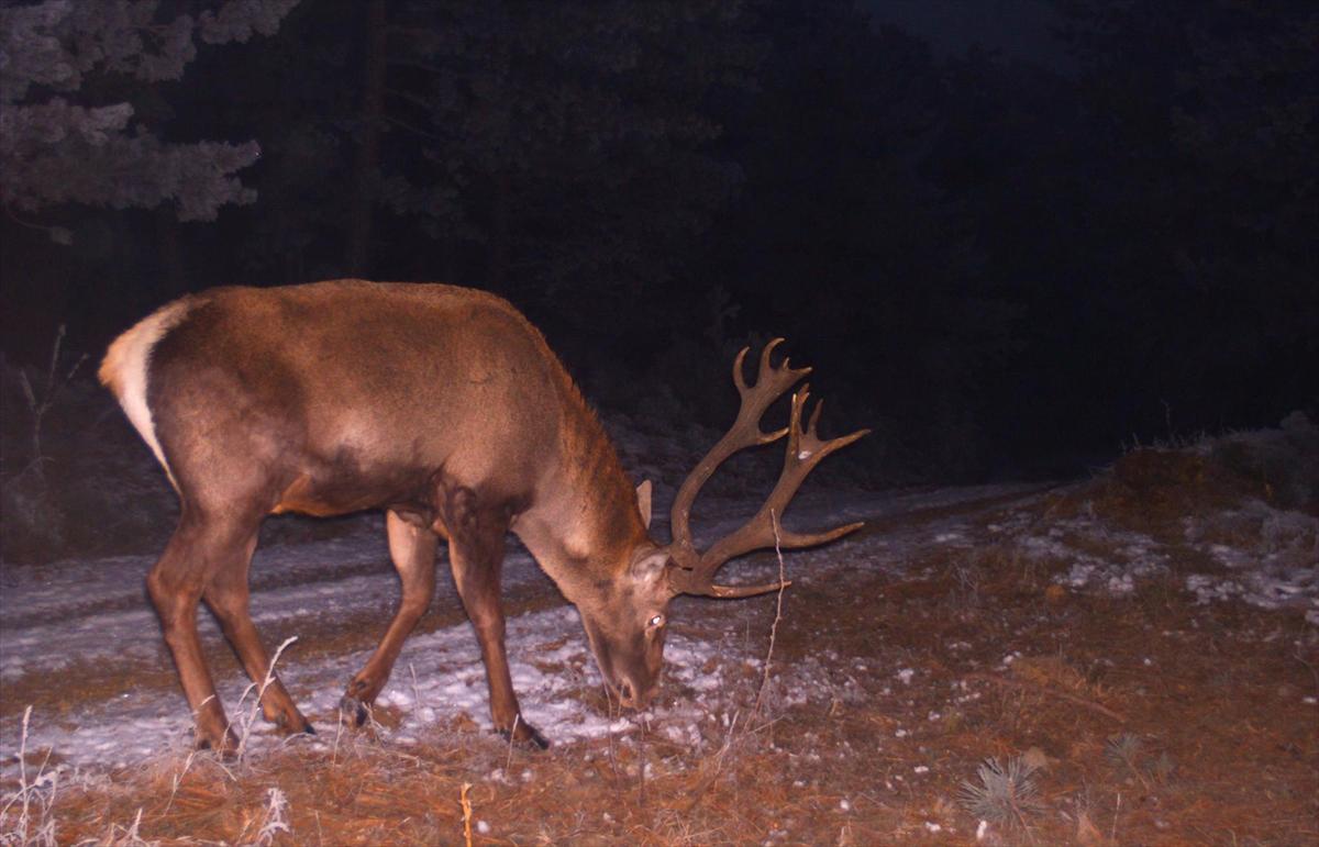 Çorum'da yaban hayatı fotokapanla görüntülendi