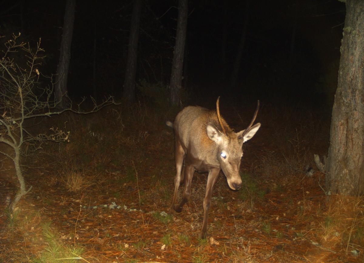Çorum'da yaban hayatı fotokapanla görüntülendi
