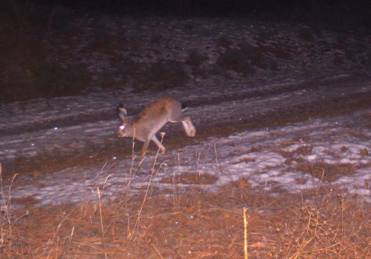 Çorum'da yaban hayatı fotokapanla görüntülendi