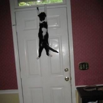 Kedilerin tuhaf davranışları ne anlama gelir