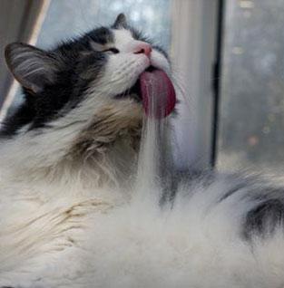 Kedilerin tuhaf davranışları ne anlama gelir