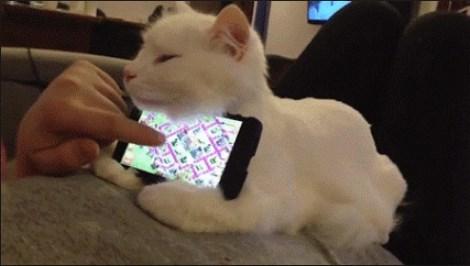 Kedilerin tuhaf davranışları ne anlama gelir