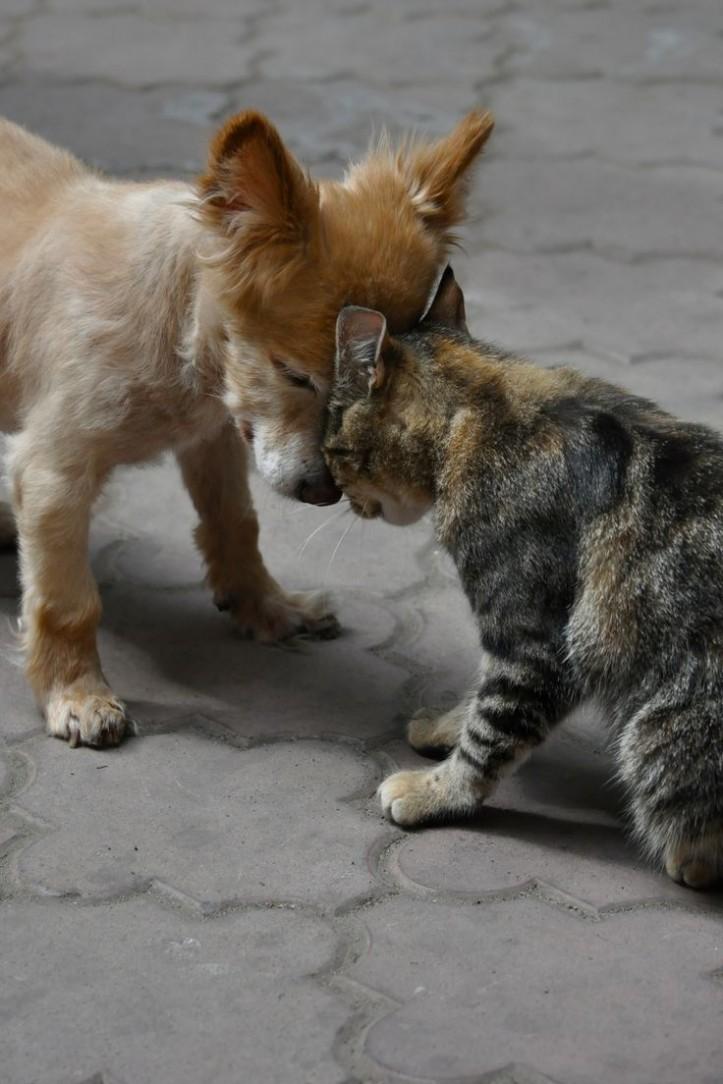 Kedilerin tuhaf davranışları ne anlama gelir