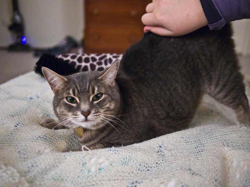 Kedilerin tuhaf davranışları ne anlama gelir