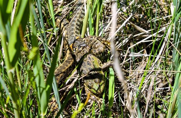 Su yılanının kurbağa avı
